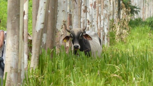 cow in silvopastoral system