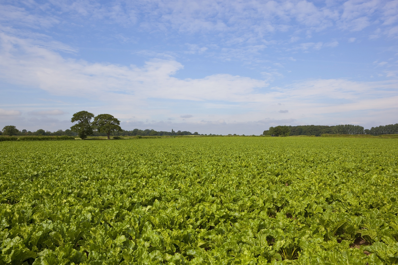 sugar beets