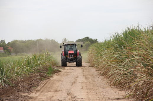 sugar cane