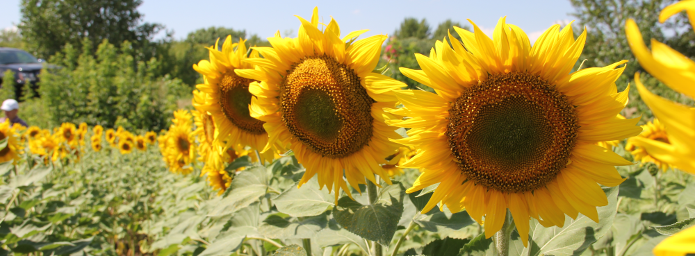 Sunflowers in Russia