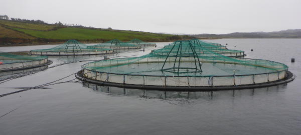 Salmon farm - Ireland