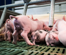 piglets