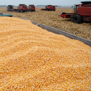 US corn production