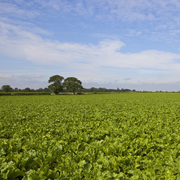 sugar beet field