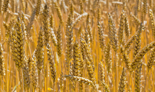 wheat