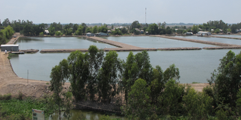 pangasius farm