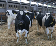 cowshed