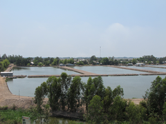 pangasius farm Vietnam
