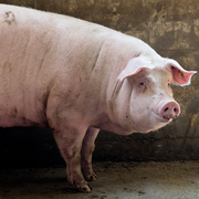 pig
