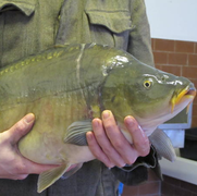 carp