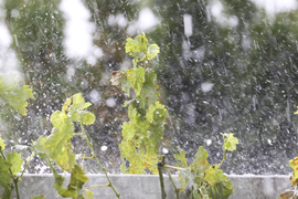 wine leaves in hail