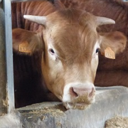 bull