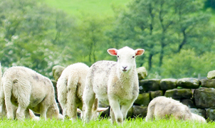 grazing sheep