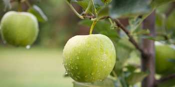 apples
