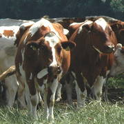 calf grazing