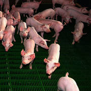 fattening pigs