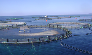sea cages