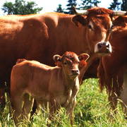 Cow and calf