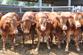 cows
