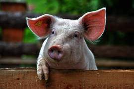 piglet