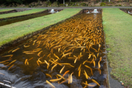 trout farm germany
