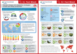 fact sheet cattle and sheep