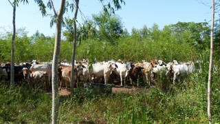 cattle in silvopastoral system