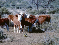 Growing cattle on pasture