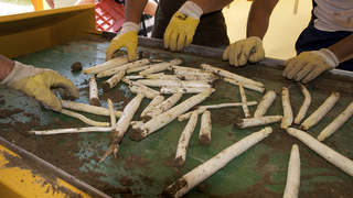 asparagus sorting