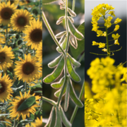 different oilseeds