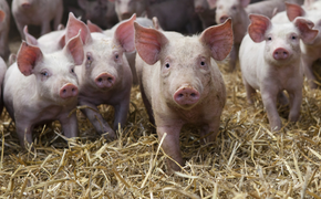 piglets