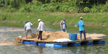 pangasius feeding