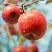 apples