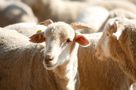 sheep