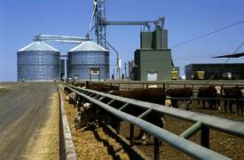 feedlot