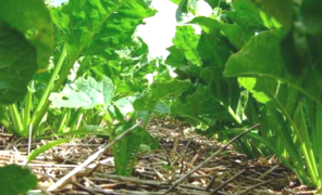 sugar beet
