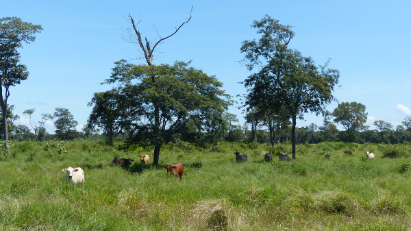 heifers